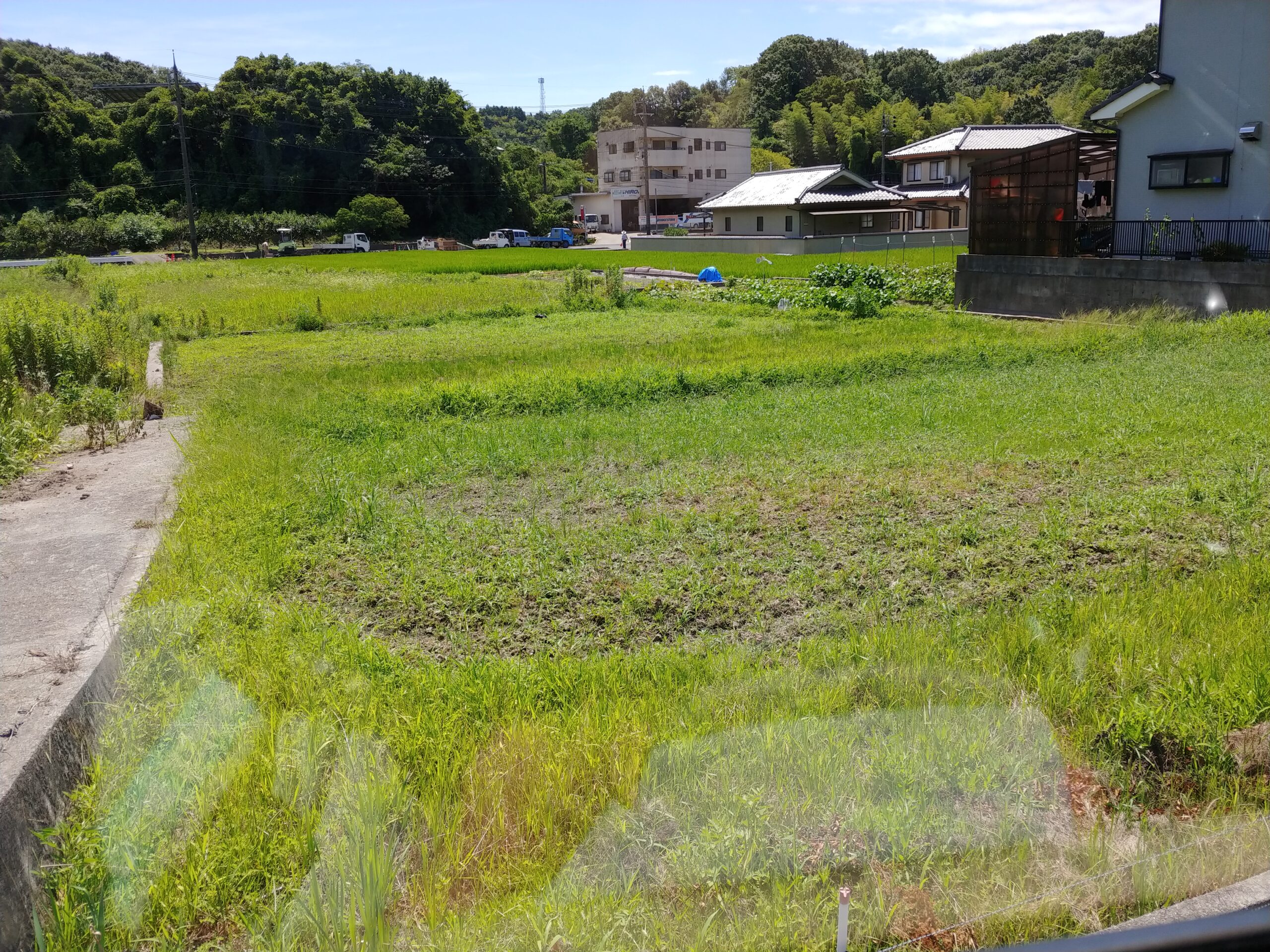 雑草はすぐに生える